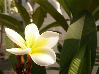 Plumeria_R.jpg